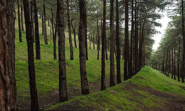 پارک جنگلی شیان