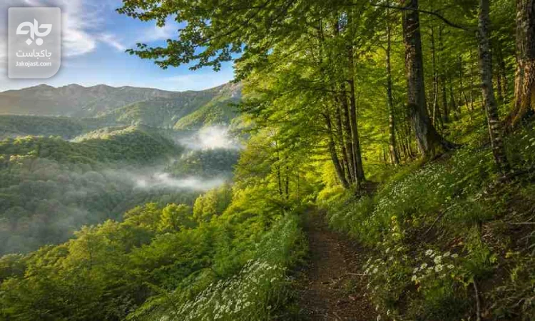 جنگل الیمستان