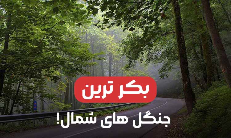 بکرترین جنگل های شمال