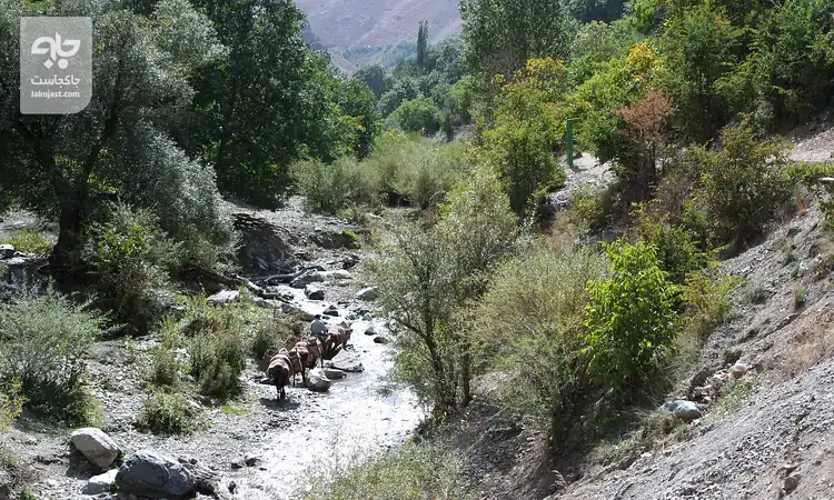 رودخانه و درختان سرسبز دره روستای آهار در رودبار قصران شمیرانات