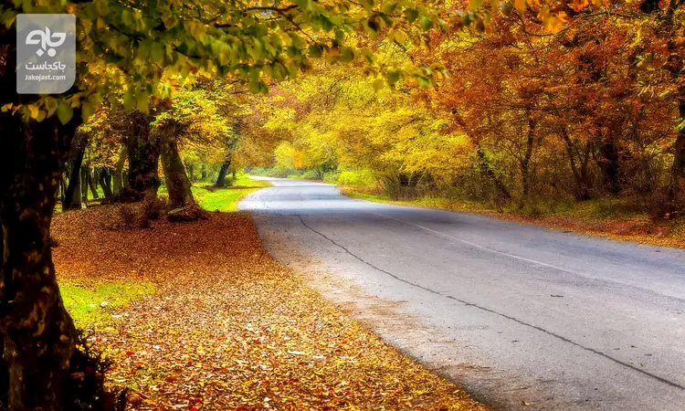 در پاییز کدام جنگل های شمالی کجا بریم؟ 8 تا از بهترین جنگل های شمال برای کمپ